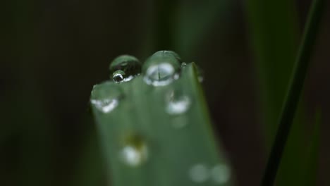 Grass-blade-in-natural-jewelry-of-dew-droplets