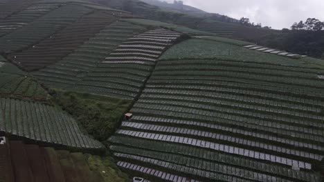 Aerial-view,-a-view-of-the-leek-vegetable-garden-terrace-on-the-slopes-of-Mount-Sumbing-as-a-tourist-spot-named-Nampan-sukomakmur
