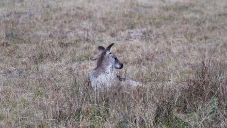 A-Wallaby-Lying-On-The-Grassfield-Shakes-His-Head-Under-Summer-Weather