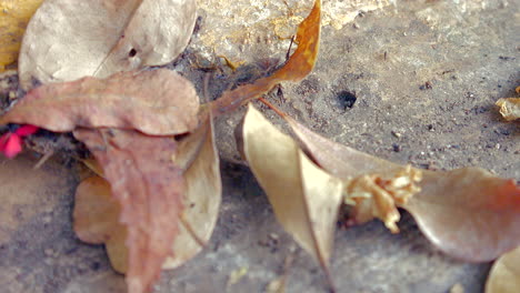 Time-lapse-of-ants-coming-out-of-underground-lair-and-dry-leaves