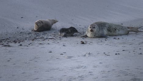Newborn-harbor-seal-pup-and-mom-post-partum