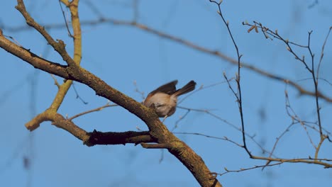 Marsh-tit-bird-perched-on-a-leafless-branch-and-flying-away,-Netherlands