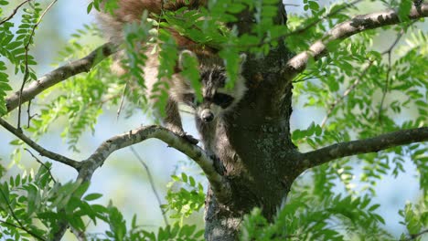 Adult-Raccoon-waiting-in-Honey-Locust-tree-while-the-wind-blows-in-slow-motion