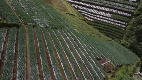 Aerial-view,-a-view-of-the-leek-vegetable-garden-terrace-on-the-slopes-of-Mount-Sumbing-as-a-tourist-spot-named-Nampan-sukomakmur