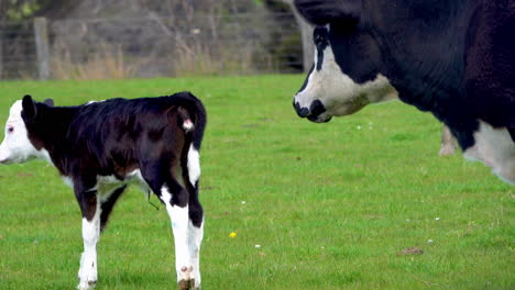 Close-up-of-newborn-black-white-cattle-grazing-with-adult-cow-on-grass-field
