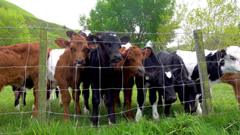 Gruppe-Verschiedenfarbiger-Junger-Kühe-Hinter-Dem-Zaun-In-Der-Natur,-Die-In-Die-Kamera-Blicken
