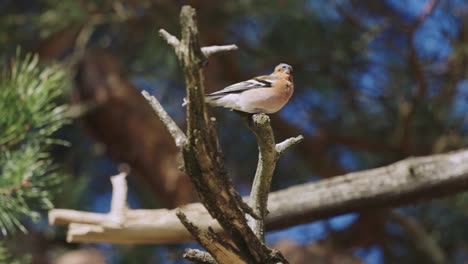 Common-Chaffinch-Bird-Perched-On-Branch-With-Wind-Ruffling-Feathers