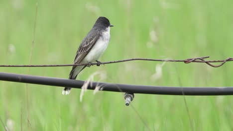 Eastern-Kingbird-perched-on-a-wire-with-irrigation-tube-in-view