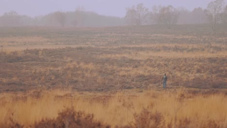Slight-motion-still-shot,-man-looking-out-at-vast-heathlands,-Veluwe-National-Park,-Netherlands