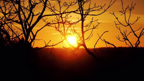 Goldener-Orangefarbener-Sonnenuntergang,-Der-Durch-Zweige-Von-Kahlen-ästen-Scheint
