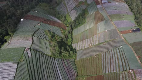Luftbild,-Ein-Blick-Auf-Die-Lauchgemüsegartenterrasse-An-Den-Hängen-Des-Berges-Sumbing-Als-Touristenort-Namens-Nampan-Sukomakmur