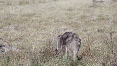 Wallaby-Grazing-In-The-Grassland-Under-The-Sunlight