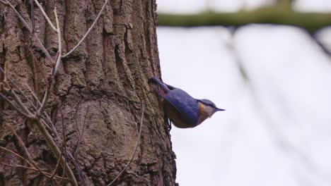 Eurasian-Nuthatch-Perched-Upside-Down-On-Tree-Looking-For-Food
