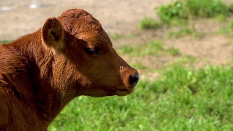 Portrait-shot-of-brown-young-cow-grazing-on-farm-field-during-summer-,close-up