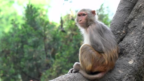 Un-Mono-Macaco-Alerta-Sentado-En-Un-Tronco-De-árbol-En-La-Jungla