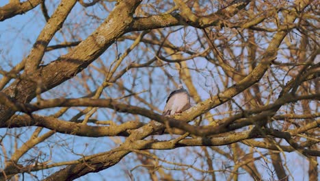 Common-Wood-Pigeon-Perched-on-Leafless-Branch,-Close-Up-View