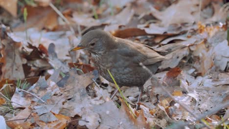 Hermit-thrush-bird-moving-leaves-with-its-beak,-Netherlands,-slow-motion