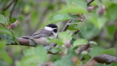 Black-capped-Chickadee-Fledgling-waiting-in-a-apple-tree-for-its-parents