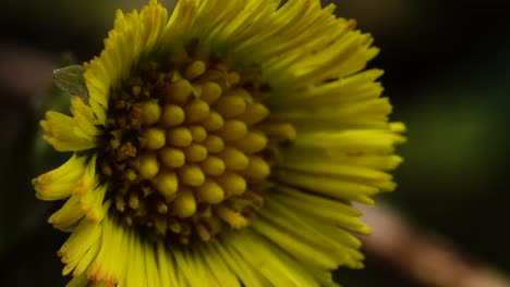 Wunderschön-Komplizierte-Gelbe-Blume-Des-Huflattichs
