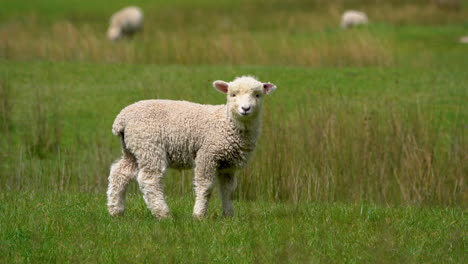 Süße-Kleine-Schafe,-Die-Auf-Der-Grünen-Wiese-Grasen-Und-In-Die-Kamera-Schauen,-Nahaufnahme