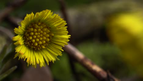 Bright-yellow-flower-of-coltsfoot-,-common-plant-growing-in-swamps,-wastelands,-along-roadsides