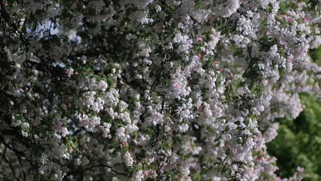 Hanging-branches-full-of-delicate-pink-flowers-swaying-in-wind,-slow-motion