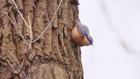 Eurasian-nuthatch-bird-on-a-tree-trunk-eating,-Netherlands,-wide-shot