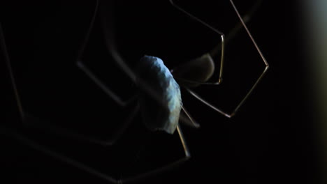 Cellar-spider-takes-fly-entangled-in-silk-and-carries-it-to-darkness