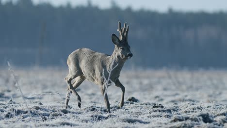 Roe-deer-running-and-walking-eating-grass-in-spring-early-morning-golden-hour-light-frosty-weather
