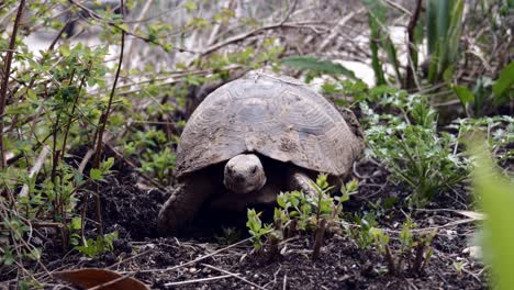 close-up-of-tortoise-moving-forward-through-garden-plants