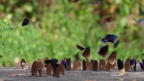 Blaue-Königskrähe,-Schmetterling,-Euploea-Camaralzeman,-Thailand