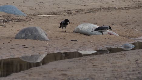Dead-seals-eat-gray-crows