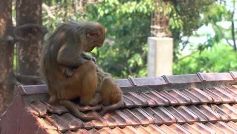 Una-Madre-Mono-Macaco-Sacando-Piojos-De-Sus-Crías