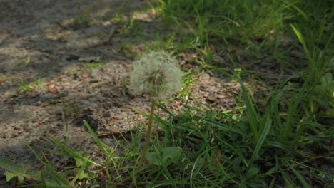 Beautiful-Dandelion-grows-in-the-forest