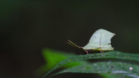 Leaf-mimic-Grasshopper,-Trigonopterygidae,-Thailand