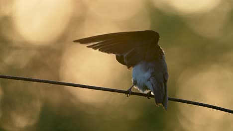A-female-Tree-Swallow-sits-on-a-wire-at-sunrise-and-preens-her-feathers-in-slow-motion