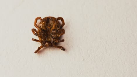 Ventral-view-of-meadow-tick-with-damaged-front-legs,-not-being-able-to-turn-around-and-walk