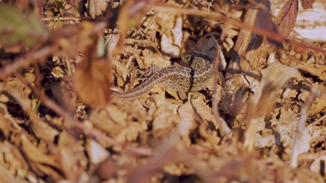Stationary-Small-Ground-Lizard-On-Brown-Leaves