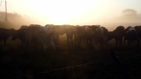 Misty-morning-sunrise-countryside-silhouette-cattle-grazing-in-foggy-golden-meadow-mist