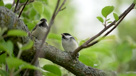 Adult-Black-capped-Chickadee-feeds-a-fledgling-insects-in-a-tree-in-slow-motion