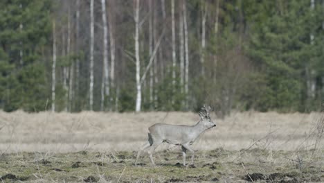 Roe-deer-running-and-walking-eating-grass-in-spring-early-morning-golden-hour-light-frosty-weather