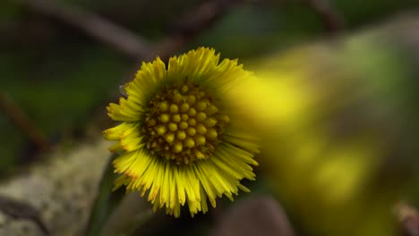 The-yellow-beauty-of-the-coltsfoot-flower-emerges-from-behind-a-blurred-bloom-in-the-foreground-while-the-camera-slides-from-right-to-left