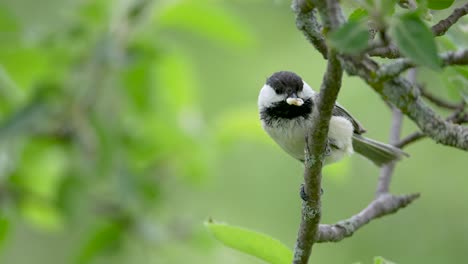 Black-capped-Chickadee-with-insect-in-mouth-dropping-out-of-frame-in-slow-motion
