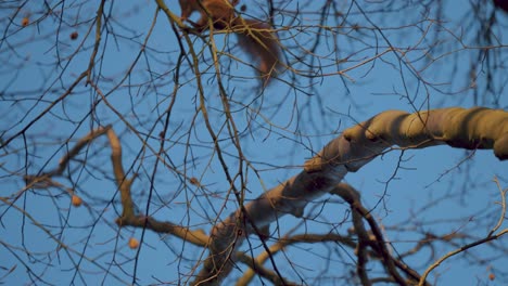 Eurasian-red-squirrel-runs-and-jumps-on-a-tree-branch,-Netherlands,-slow-motion