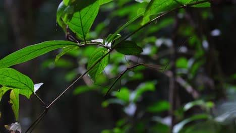 Insecto-Palo,-Fásmido,-Tailandia