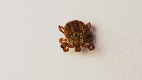 Dorsal-view-of-meadow-tick-with-easily-visible-parts-of-idiosoma-with-scutum