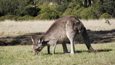 Blick-Auf-Wallabys,-Die-Im-Australischen-Busch-Grasen---Totale