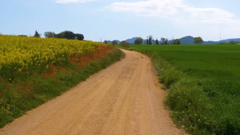 Dirt-road-alongside-a-field-of-little-yellow-rapeseed-and-red-wildflowers-with-blue-sky-in-the-background