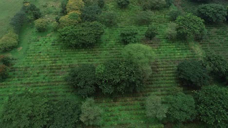 Aerial-view-of-the-agricultural-land-in-Arusha