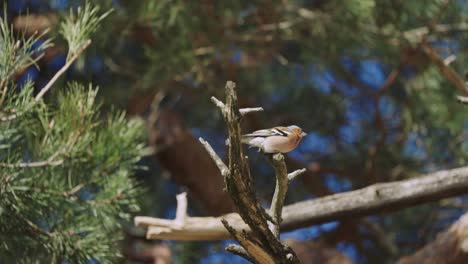 Chaffinch-bird-perched-on-a-tree-in-De-Hoge-Veluwe-National-Park,-Netherlands